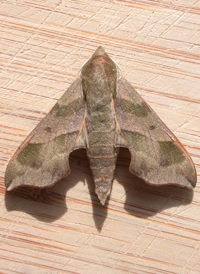 Virginia Creeper Sphinx